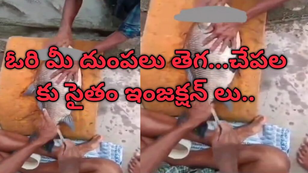 ఓరి మీ దుంపలు తెగ…చేపల కు సైతం ఇంజక్షన్ లు..