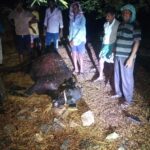 పిడుగుపాటుకు పాడి గేదె మృతి