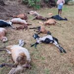 పిడుగుపాటుకు 12 గొర్రెలు మృతి