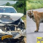 కారును ఢీ కొట్టిన పెద్ద పులి.. తుక్కు తుక్కైన బాడీ!