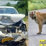కారును ఢీ కొట్టిన పెద్ద పులి.. తుక్కు తుక్కైన బాడీ!