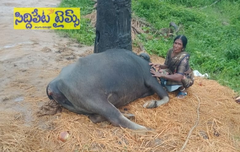 పిడుగుపాటుకు పాడి గేదె మృతి