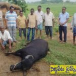 హుస్నాబాద్ లో పిడుగుపాటుకు పాడి గేదె మృతి