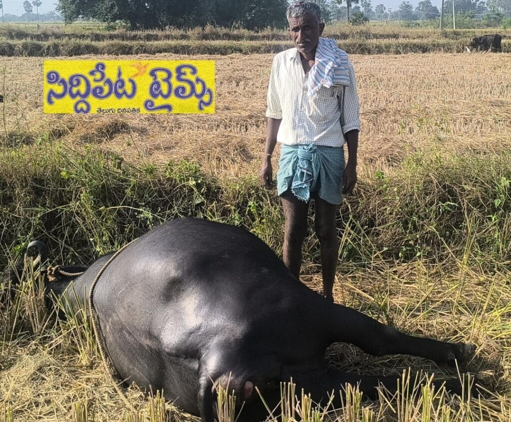 బైరాన్ పల్లిలో విద్యుత్ షాక్ తో పాడే గేదె మృతి