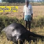 బైరాన్ పల్లిలో విద్యుత్ షాక్ తో పాడే గేదె మృతి