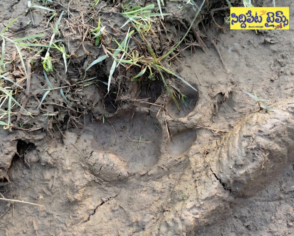 అయ్యా బాబోయి పులి..పులి సంచారంతో ప్రజల్లో ఆందోళన..