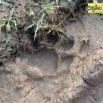 అయ్యా బాబోయి పులి..పులి సంచారంతో ప్రజల్లో ఆందోళన..